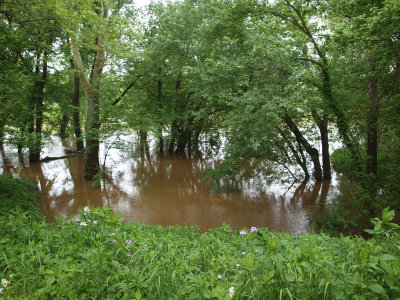 Flooded Potomac