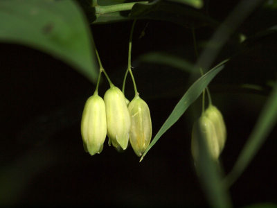 Pods under some leaves