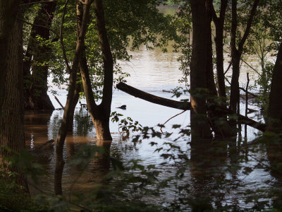 Flooded Potomac
