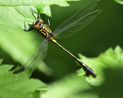 The dragonfly