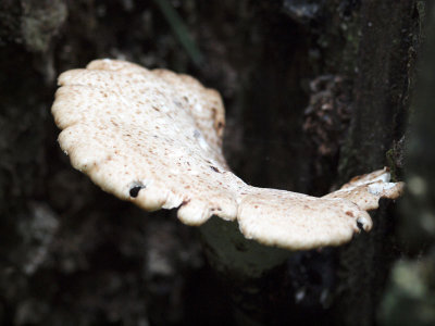 Unidentified mushroom in the woods