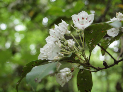 Mountain Laurel