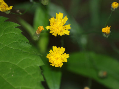 Unidentified flowers