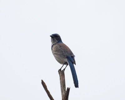 The scrub jay