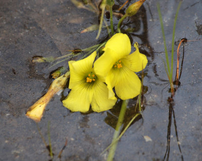 Flowers in the water
