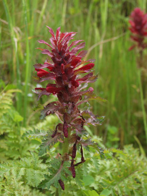 Unidentified flower in the park