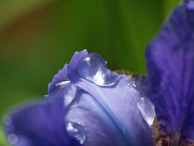 Morning dew outside our B&B