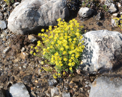 Hardy plants survive amongst the rocks