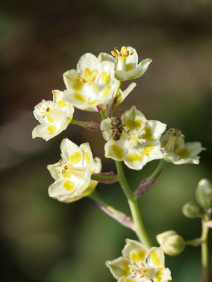 Flowers on Bow glacier waterfall trail