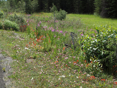 Flowers beside the Icefield parkway