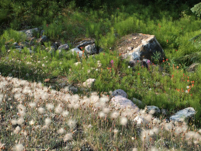 Flowers along the Icefield Parkway