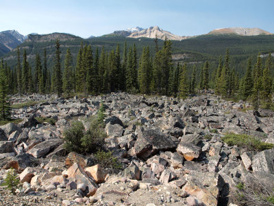 The rock field next to the Icefield Parkway