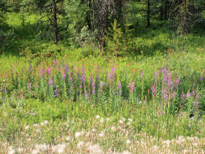 Flowers along the Icefield Parkway