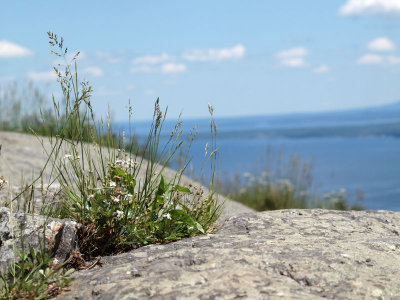 Surviving in the rocks on Mt. Battie, Camden State Park