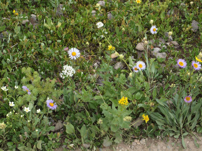 Variety of flowers beside the trail to Parker Ridge
