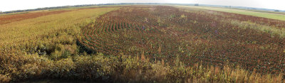Panorama - Field at Columbia Bottom Conservation Area