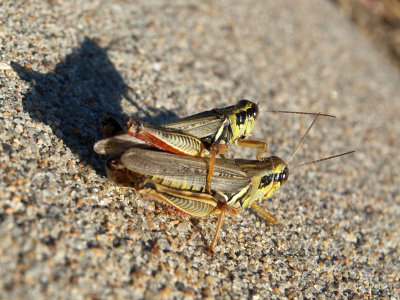 Two grasshoppers in the sun