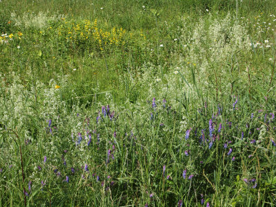 Wildflowers behind the Lincolnville motel