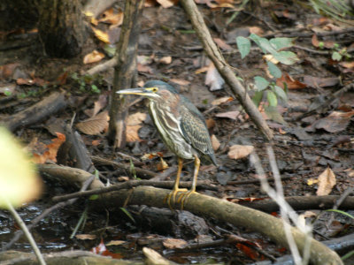 The green heron behind the  foliage