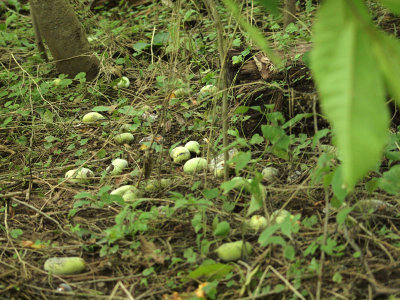Paw Paw fruit in the woods