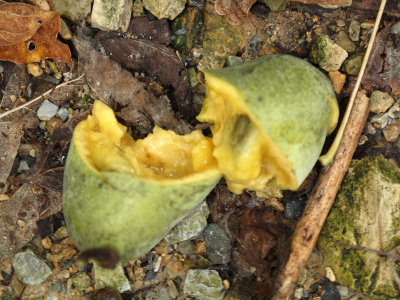 Partially eaten Paw Paw fruit on the trail