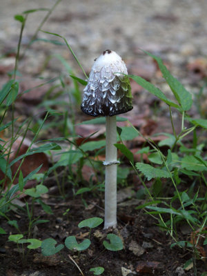 The unidentified mushroom