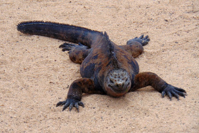 The marine iguana