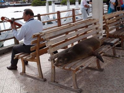 The musician and the sea lion