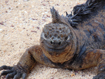 Facing a marine iguana