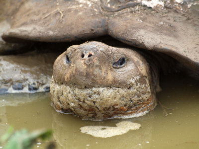 Closeup of a giant Galapagos tortoise in a mud pool