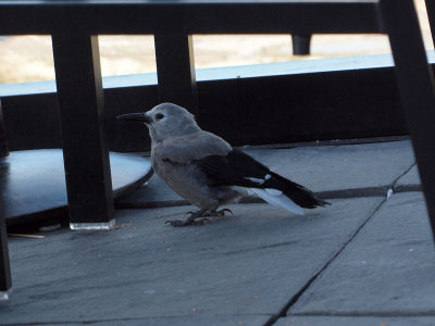 A bird in the hotel in the Columbia Icefield