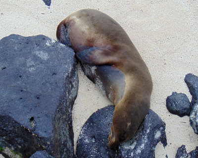 The sea lion on the beach