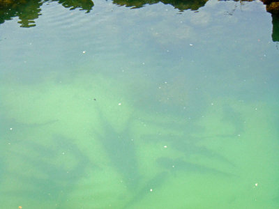 Baby Sharks in the lagoon