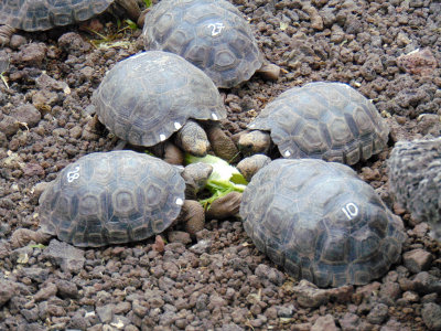 Baby Giant Galapagos tortoises feeding at the breeding center