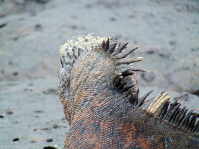 Spikes on the back of a marine iguana