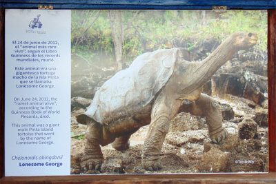 Lonesome George, the last Pinta Island tortoise