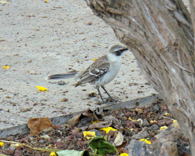 A bird of the Galapagos. Could be a mockingbird