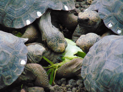 Baby Galapagos tortoises feeding on Elephant Ears