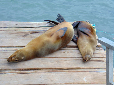 Sea lions on the dock, Galapagos Islands