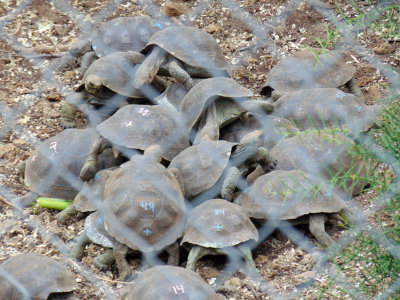 Baby tortoises at Charles Darwin Conservation Center