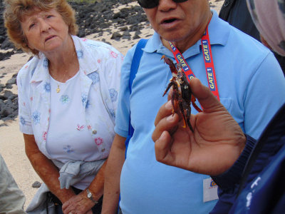 Talking about the shell of a dead crab, Galapagos Islands
