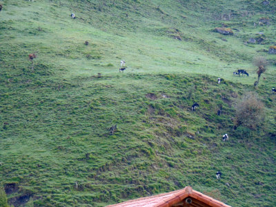 Cattle on the mountainside in Papallacta. the Andes, Ecuador