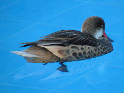 The Duck in the pool at Finch Bay Hotel, Santa Cruz Island, Galapagos