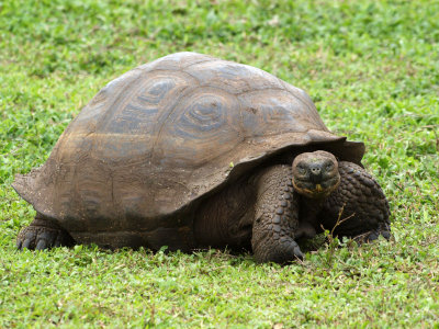 A giant Galapagos tortoise