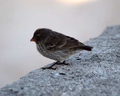 One of Darwin's finches, Galapagos