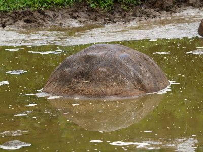 Tortoise in the mud pit, Galapagos