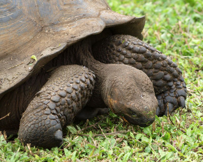 A Galapagos Giant Tortoise feeding