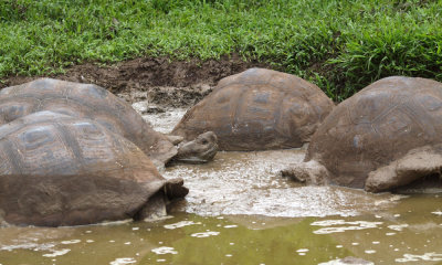 Galapagos Giant Tortoise in a mud pit