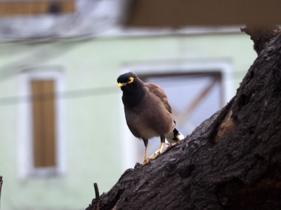 The common mynah