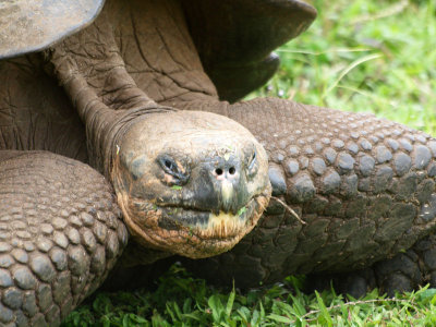 The skin on a Giant Galapagos tortoise